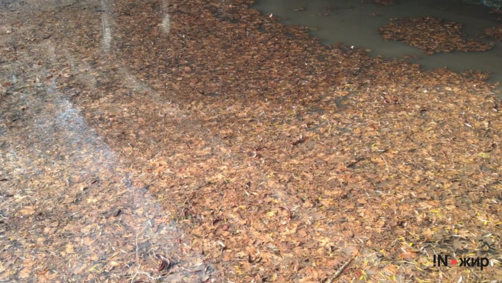 Салгир после ураганного ветра. Горы листьев, веток и мусора.&nbsp;Фото: INжир media